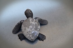 Petite tortue. En attente de stock mais peut être commandé. Délai 1 mois. , l : 10 cm