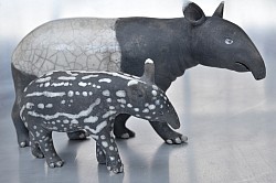 Tapir Malais et son petit