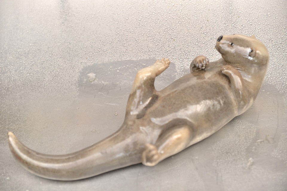 Loutre d'Europe. L : 37cm